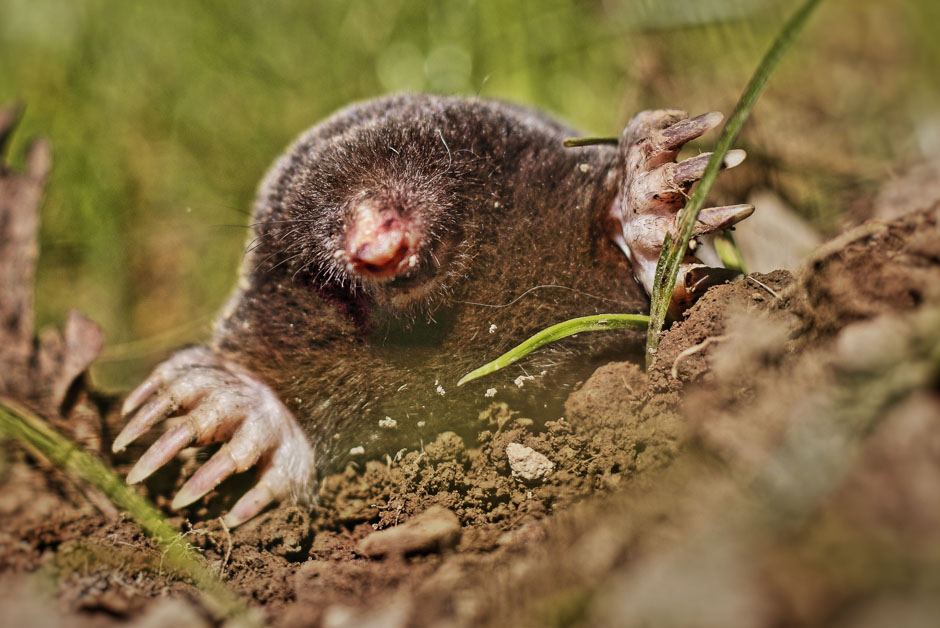 Garden Moles Pest Control